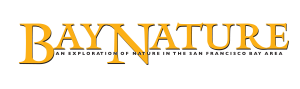 Bay Nature Institue Logo