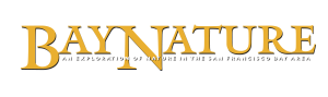 Bay Nature Institue Logo