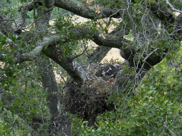 Eaglet in nest