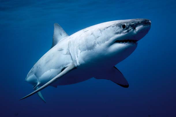 White shark underwater