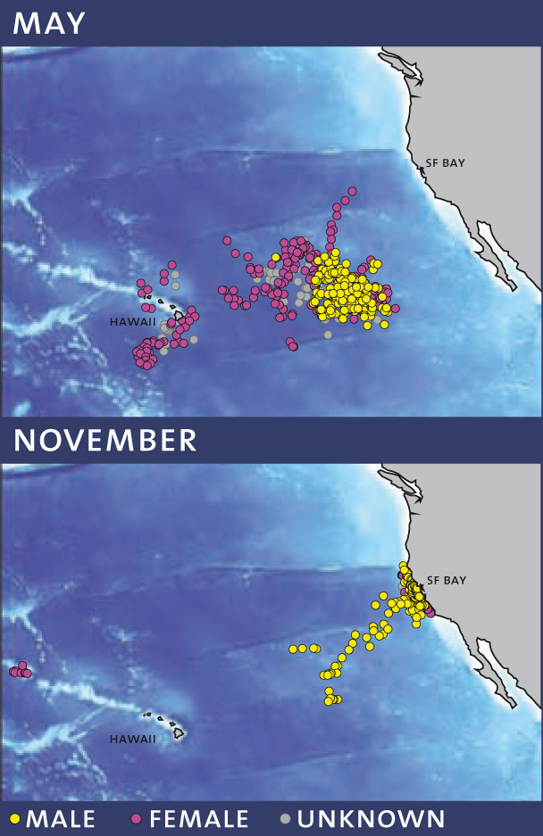 Shark Distribution Maps