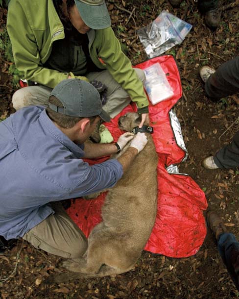 Researchers with puma