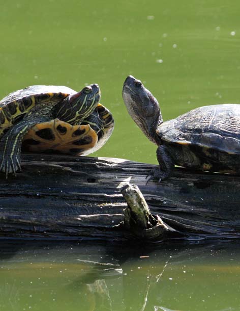 Red-eared slider faces off with western pond turtle