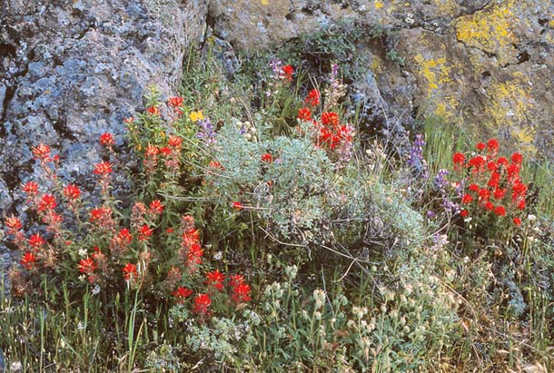 wildflowers by the trail