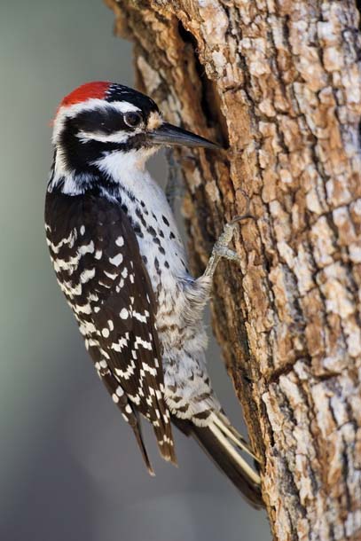 Woodpecker at nest hole
