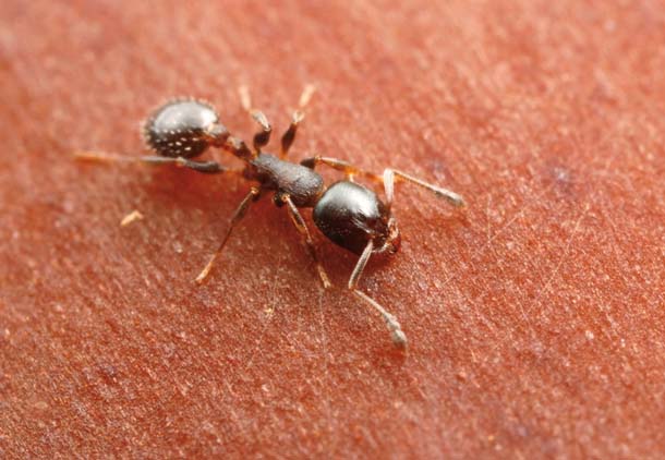 native ant on manzanita