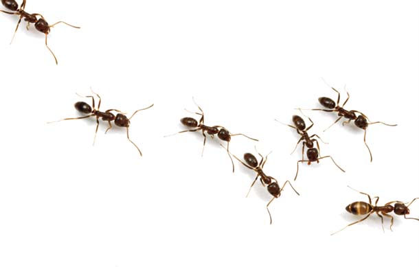 Argentine ants on the march