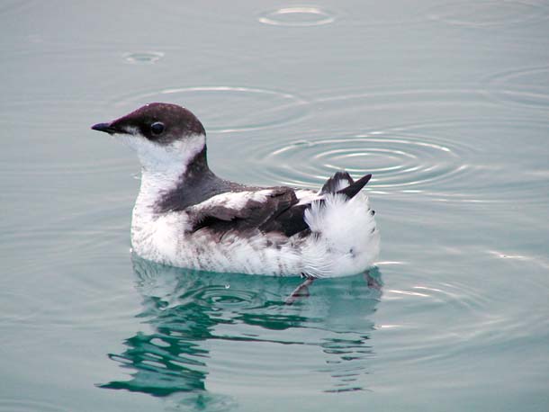 Marbled murrelet at sea