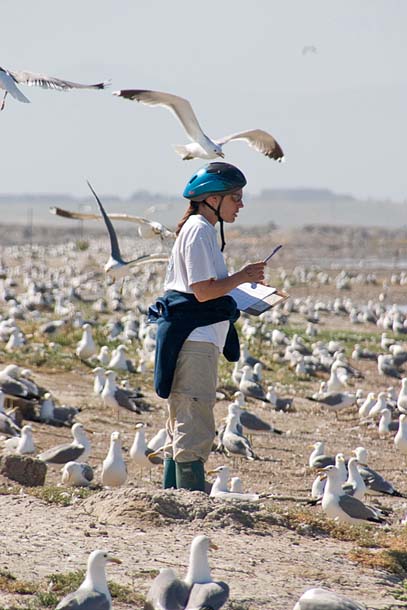 Helmeted gull surveyor in South Bay