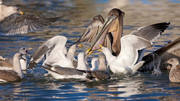 Gulls harassing a brown pelican