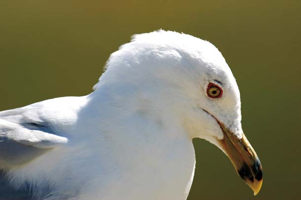 Ring-billed gull portrait