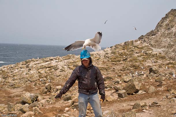Researcher in hardhat attacked by gull