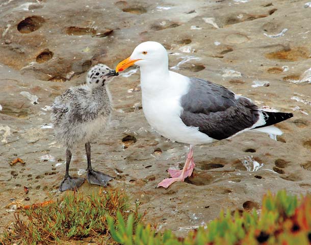 Adult and baby gulls