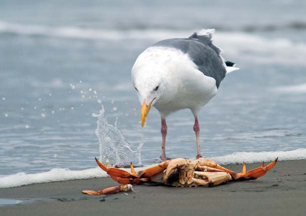 Gull on beach attacks Dungeness crab
