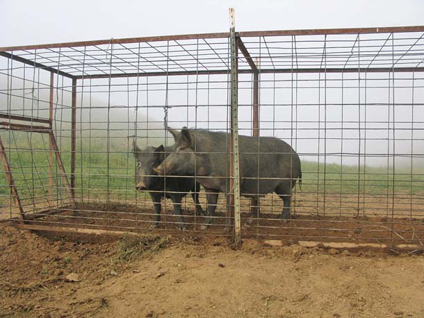 wild pigs in a trap