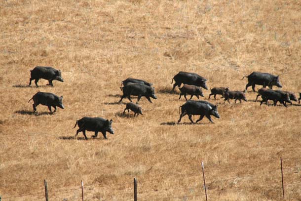 Many pigs run across golden grass