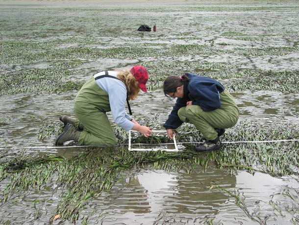 researchers kneel in muddy bed of seagrass