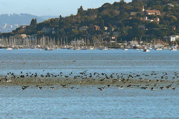 Distant birds over bay water