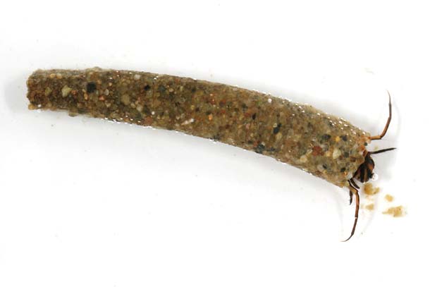 caddisfly larva with pebble "shell"