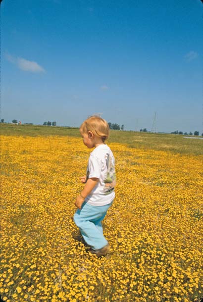 Child walks among the goldfields