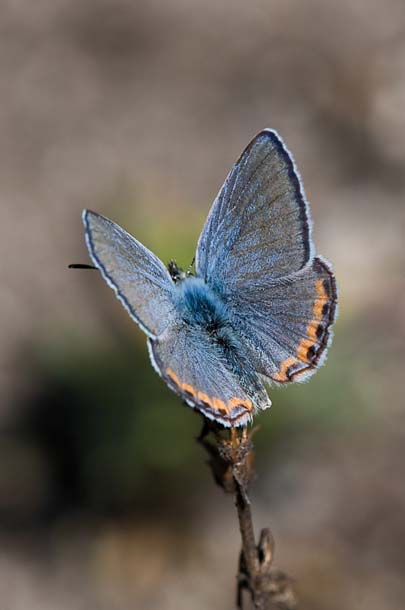 Acmon blue butterfly