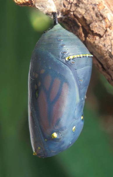 Monarch chrysalis