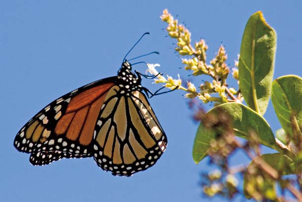 Adult monarch