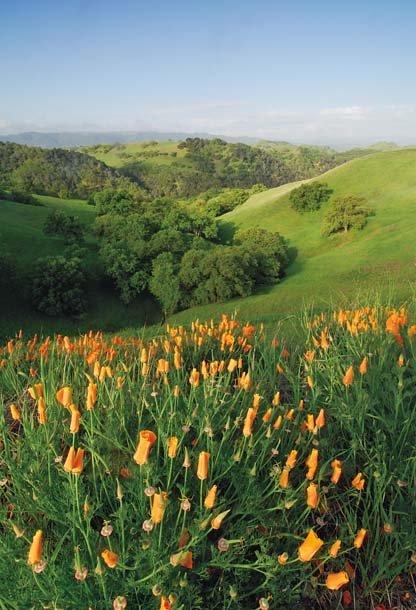 Poppies and view from Mount Diablo