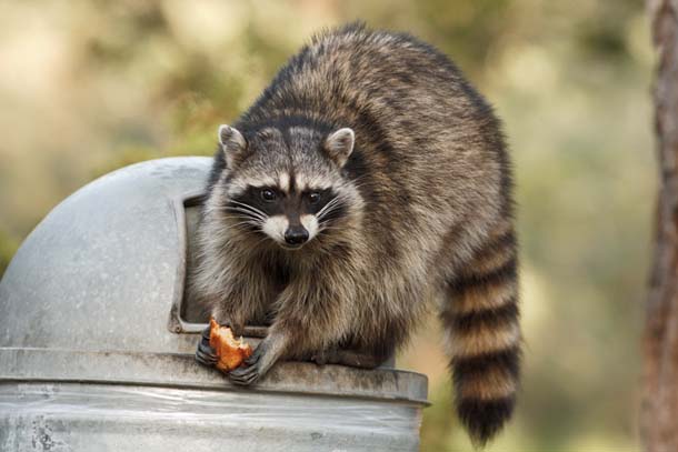 Raccoon taking bread from trash can