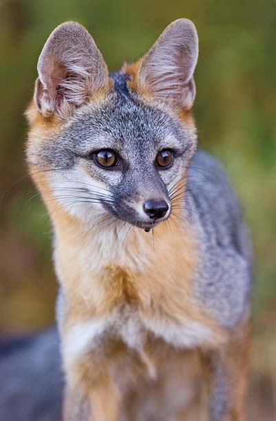Gray fox looking alert