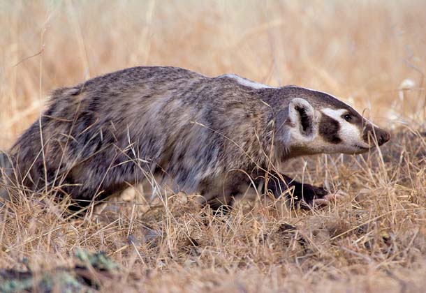 Badger walking in the grass