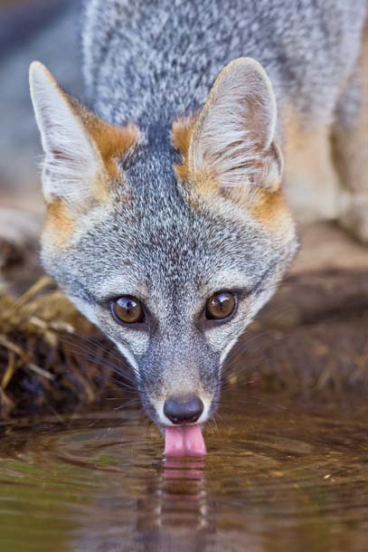 Gray fox drinking