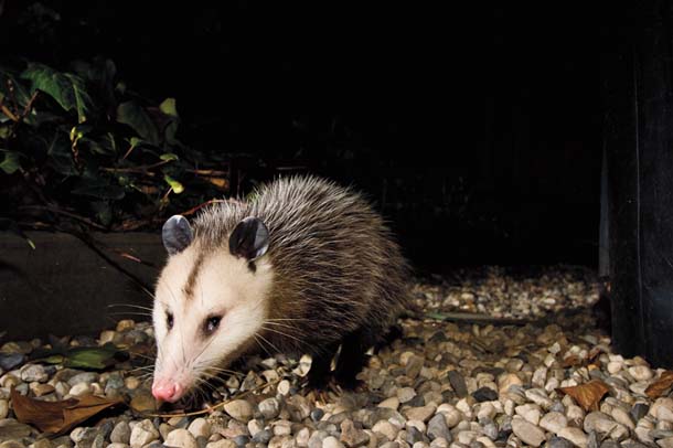 Opossum passing in the night