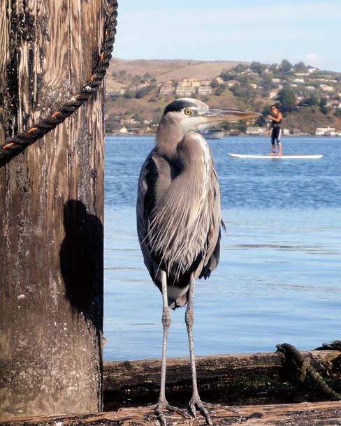 Great blue heron and paddle-boarder in Sausalito