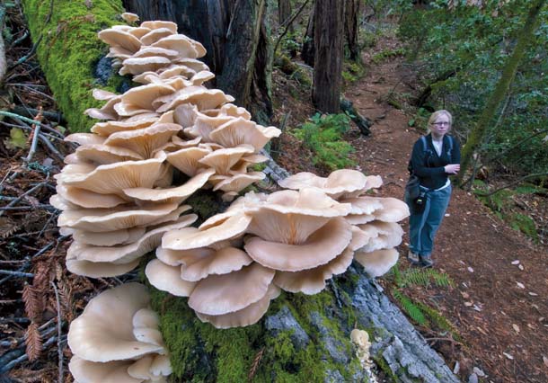 Oyster mushrooms at Muir Woods