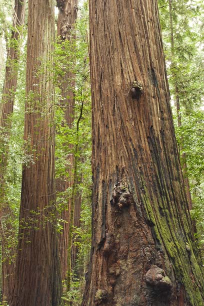 towering redwoods at Hendy Woods