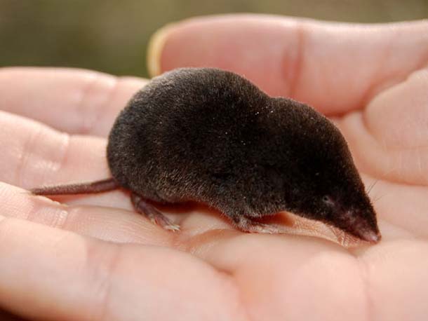 Image result for shrew mole