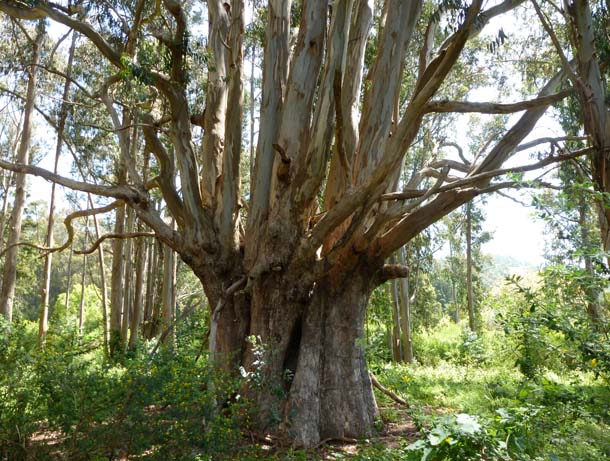 Giant eucalyptus