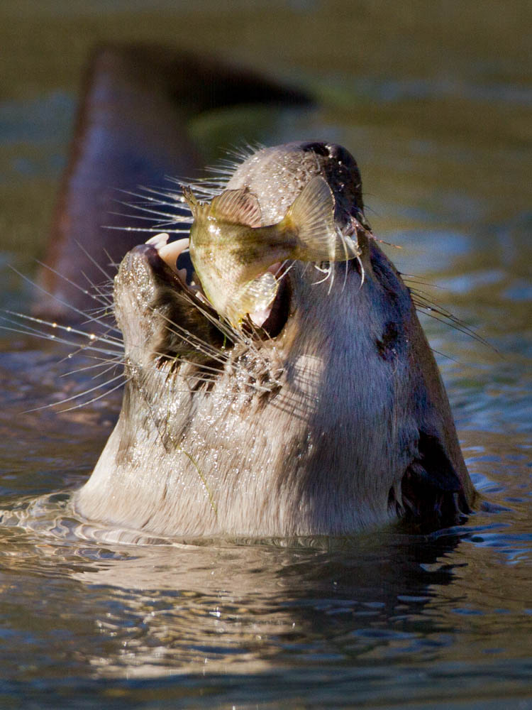 Otter eating perch