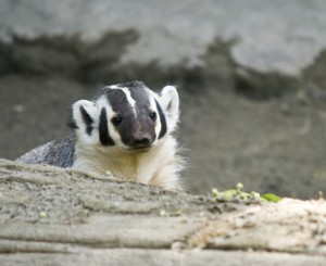 Badger, photo by Canopic