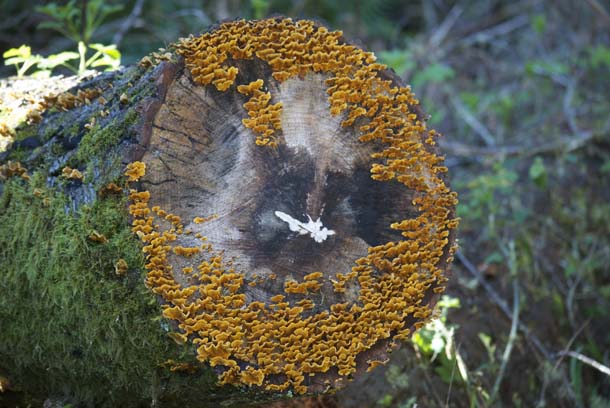 Crowded parchment fungi on Douglas-fir