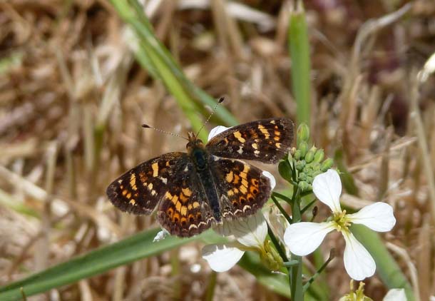 Field crescent butterfly