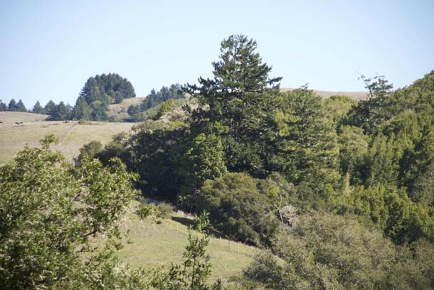 View across the Olema Valley