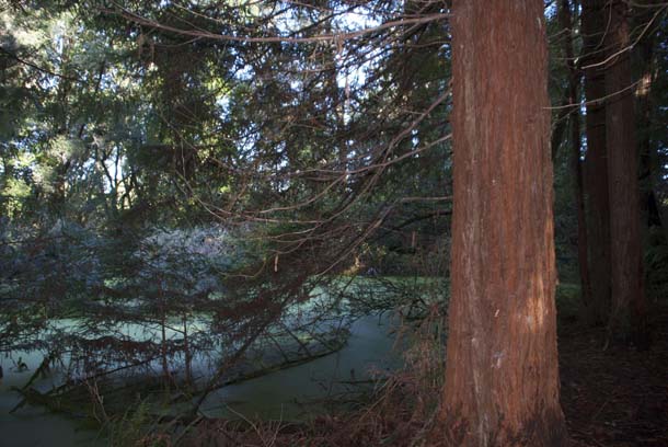 redwoods at a sag pond