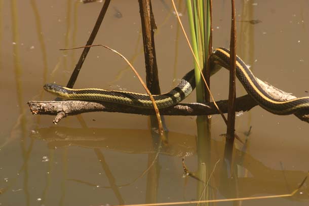 Garter snake on the hunt