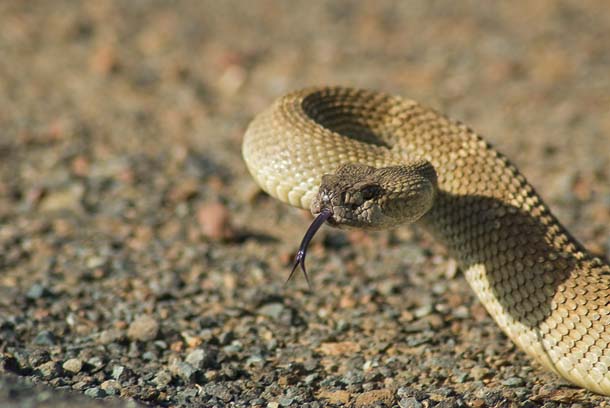 Rattlesnake closeup