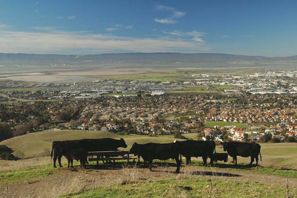 Cows Join Party at Mission Peak