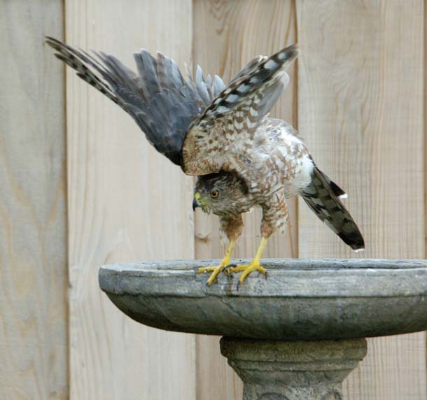 Cooper's hawk at birdbath