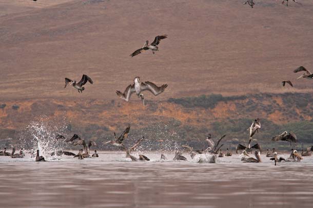 Pelicans hunting herring