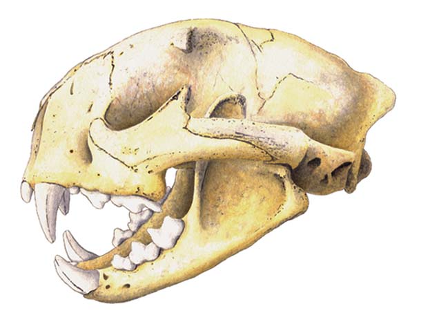 Mountain lion skull